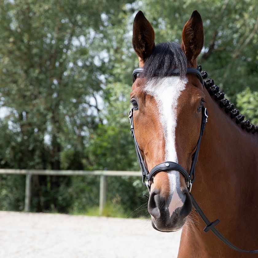 Origin anatomic drop noseband bridle