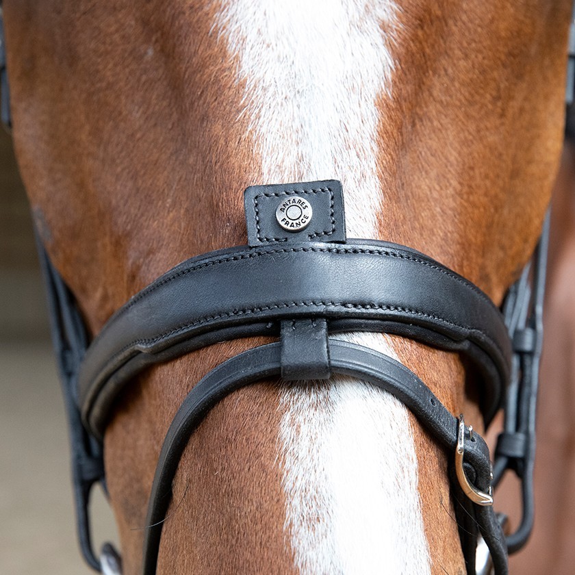 Origin anatomic flash noseband bridle