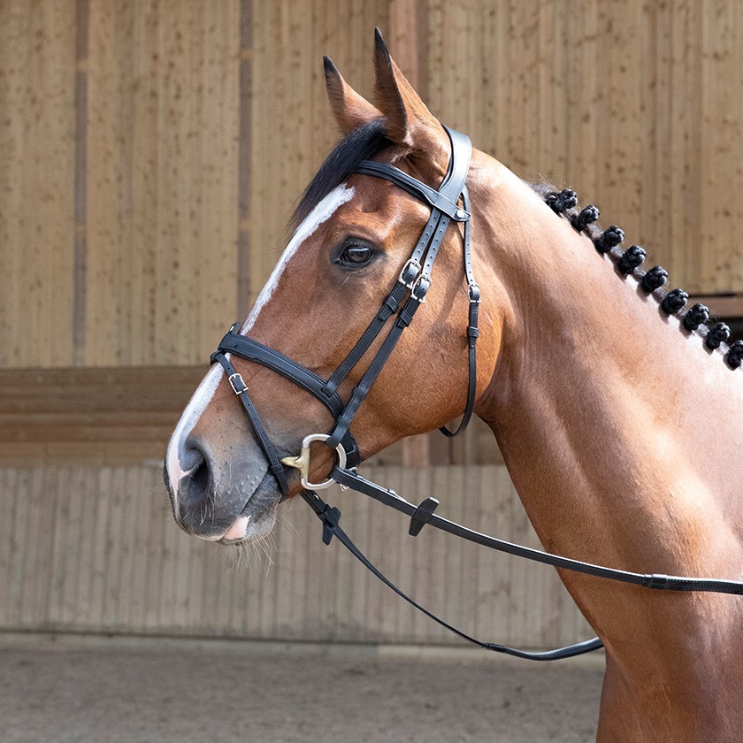 Origin anatomic flash noseband bridle