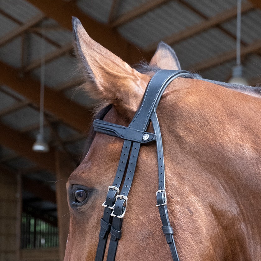 Origin anatomic flash noseband bridle