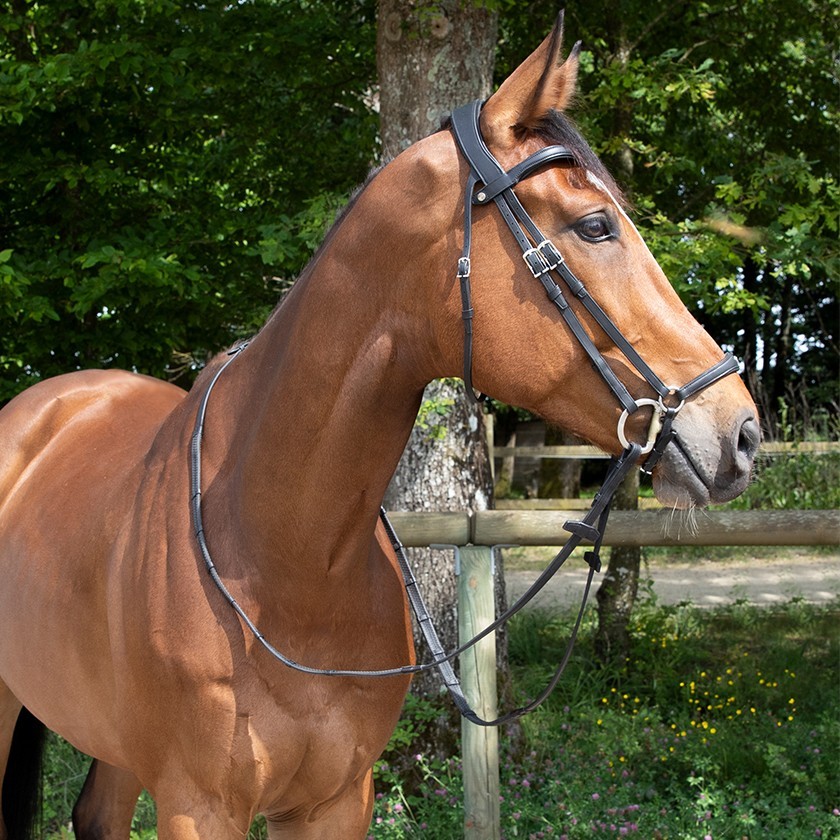 Origin anatomic drop noseband bridle