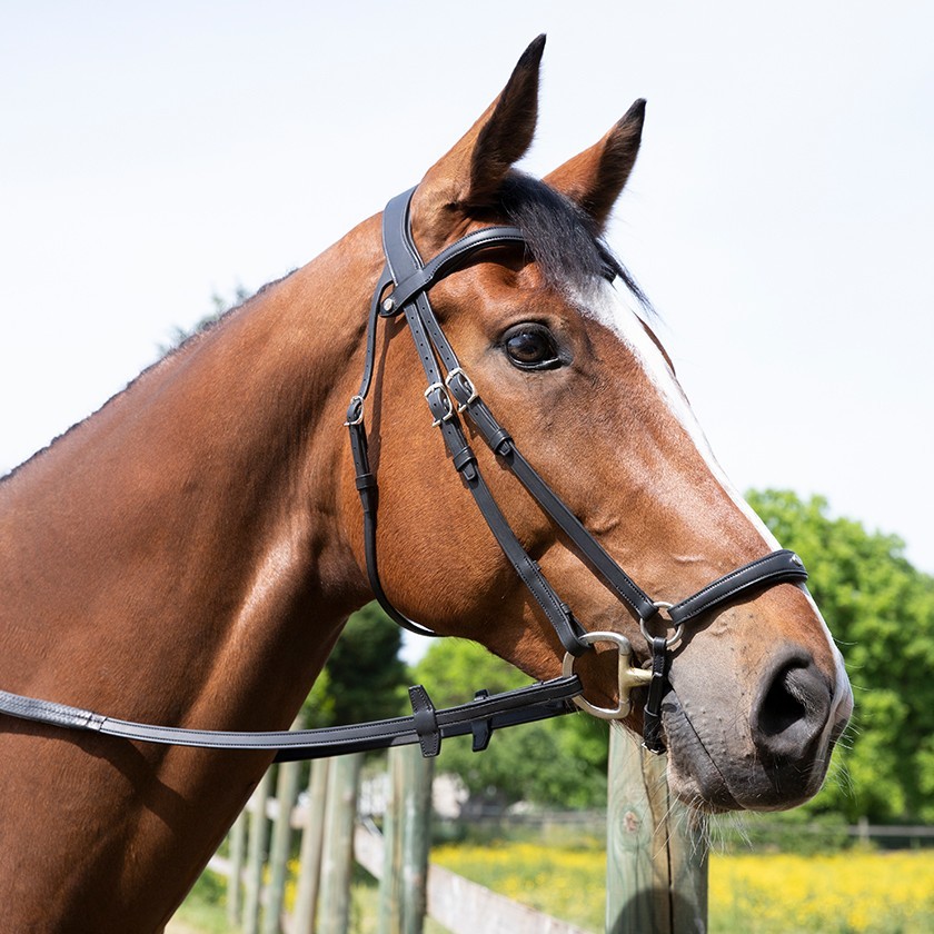 Origin anatomic drop noseband bridle