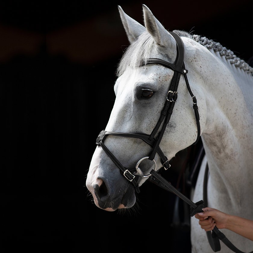 Origin anatomic figure 8 noseband bridle