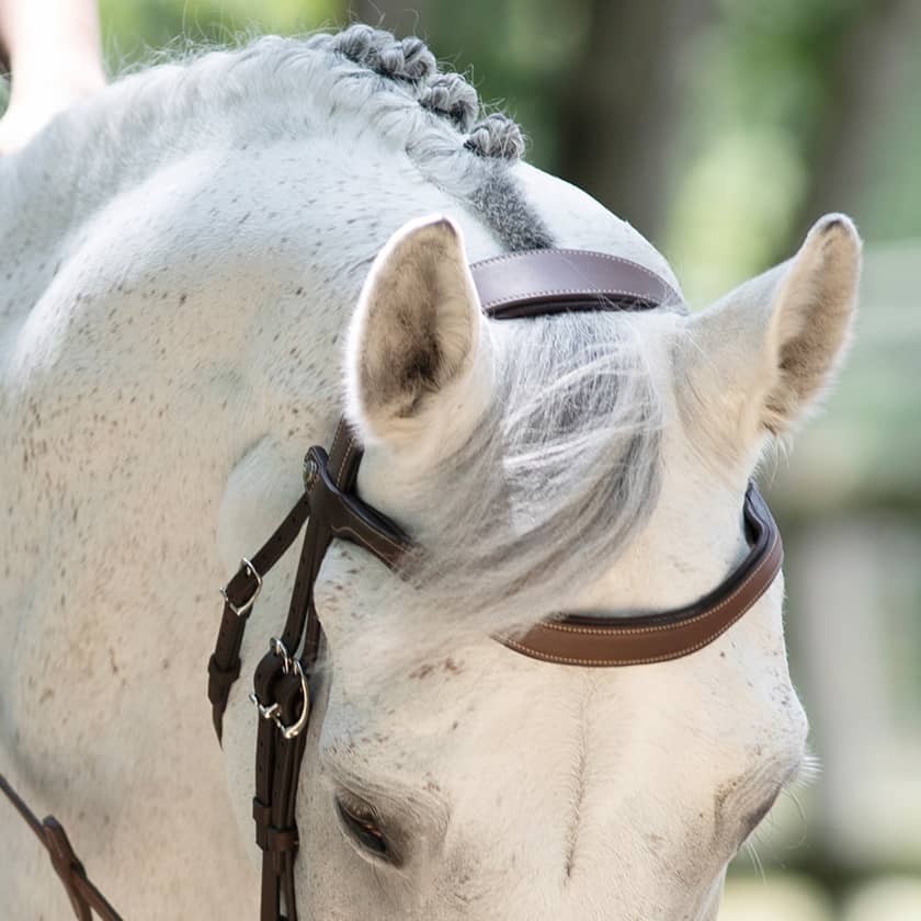 Origin anatomic figure 8 noseband bridle