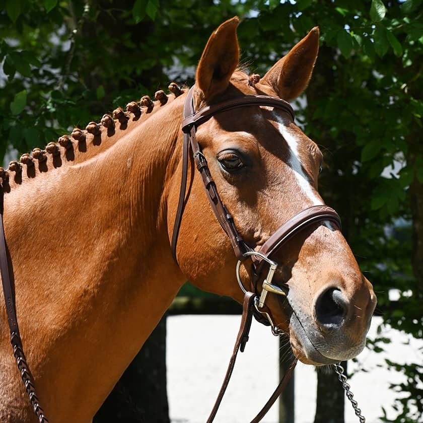 Hunter Origin anatomic bridle