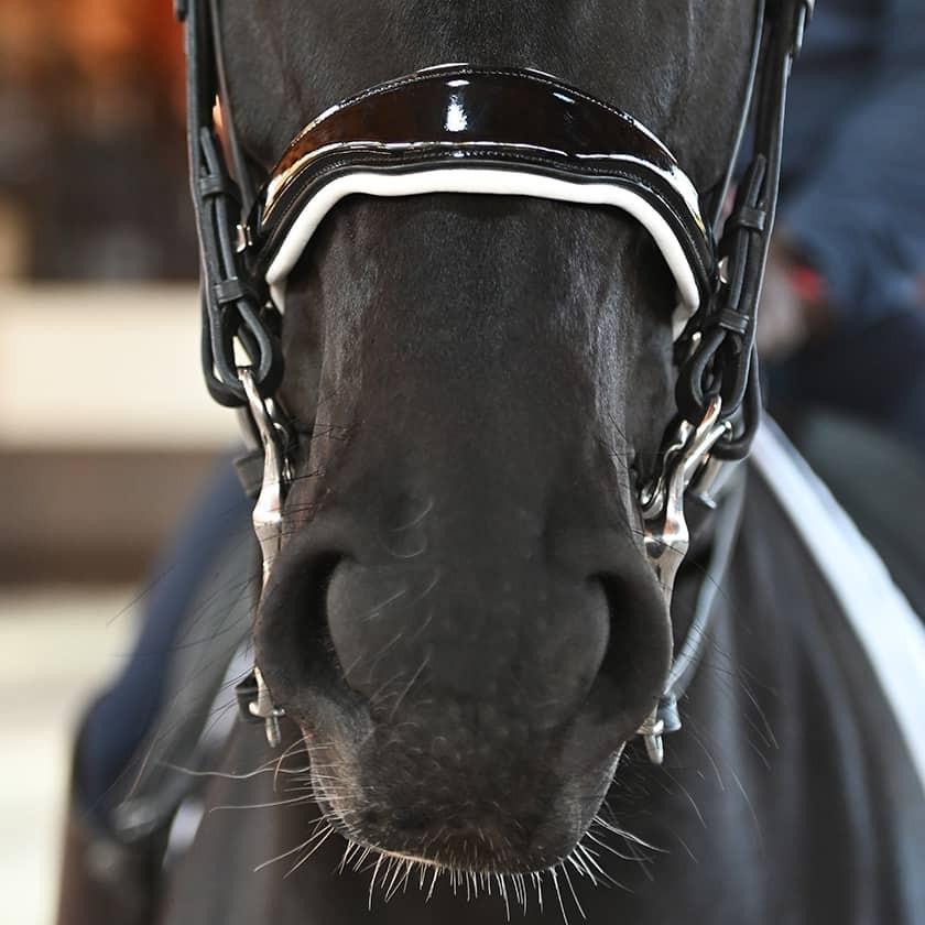 Origin dressage anatomic double bridle