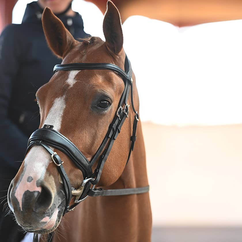 Precision large crank noseband anatomic bridle