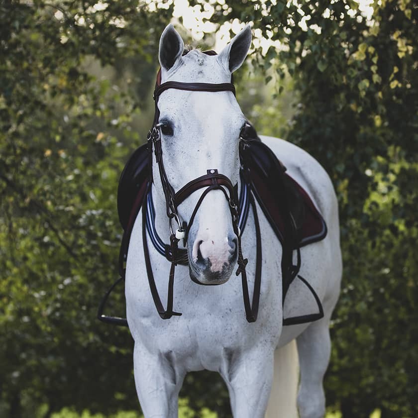 Precision anatomic comfort bridle