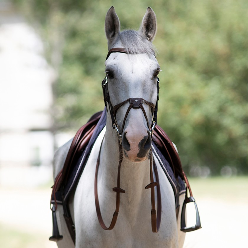 Origin anatomic figure 8 noseband bridle