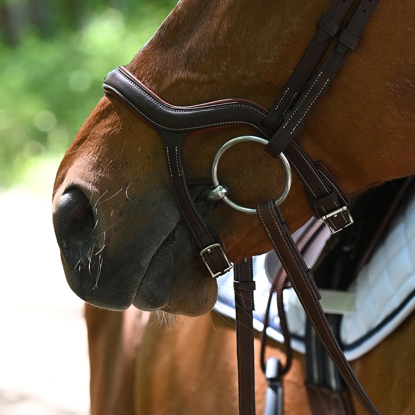 Precision Y noseband anatomic bridle