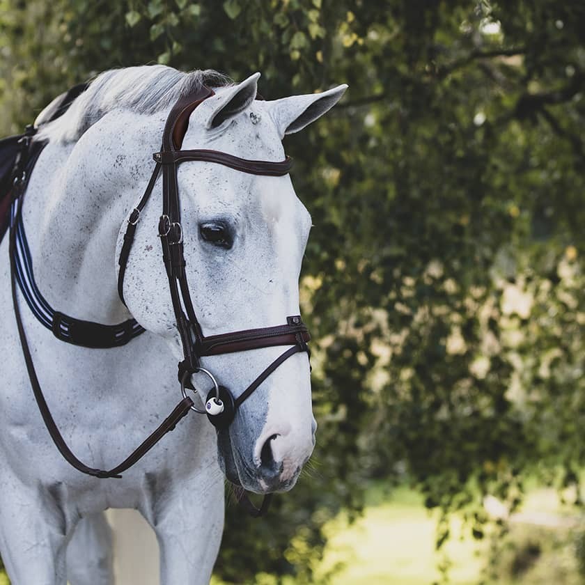 Precision anatomic comfort bridle