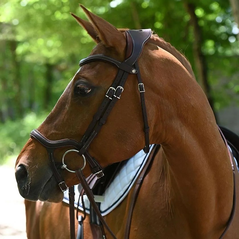 Precision Y noseband anatomic bridle