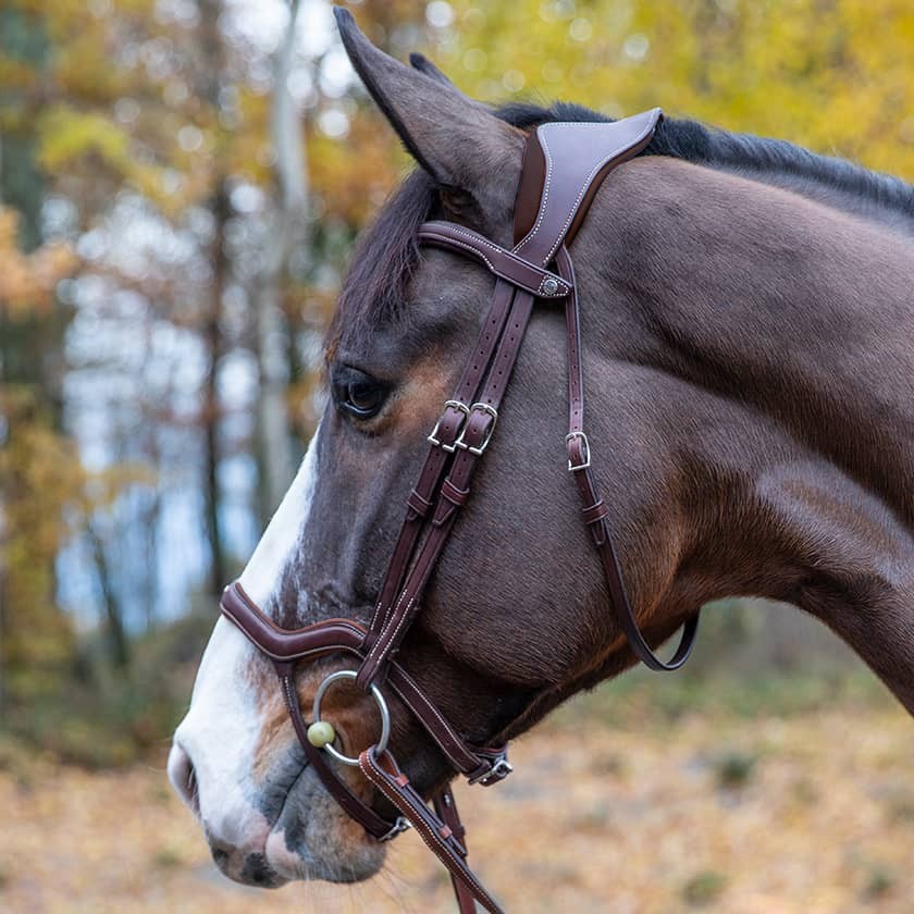 Precision Y noseband anatomic bridle